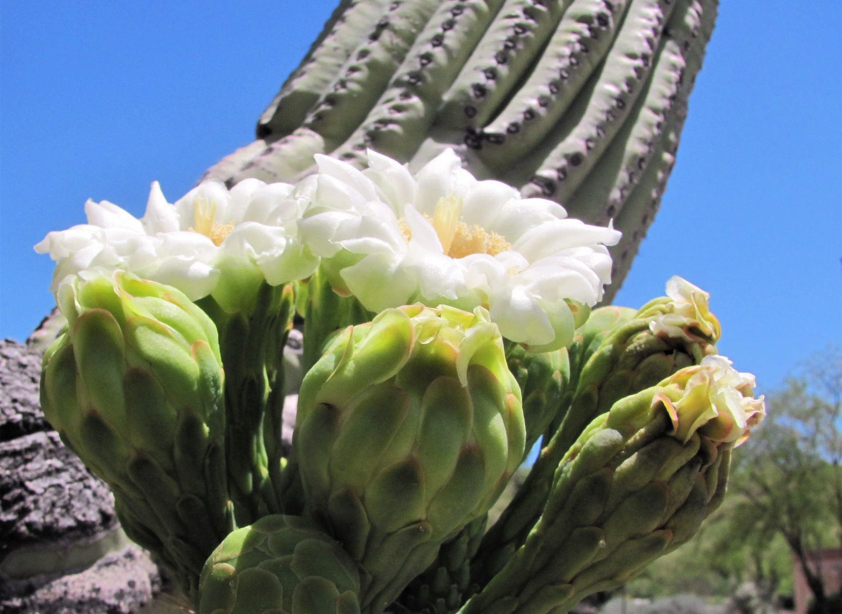 Saguaro blooms